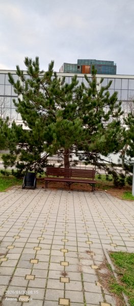 Анапа. Аллея сосен