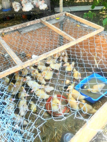 IMG 20240729 131526 521