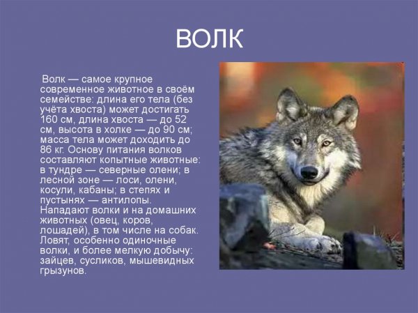 Волк
