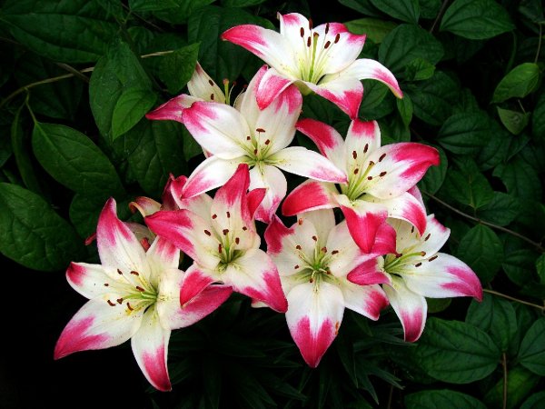 priroda-buket-lilii-lepestki