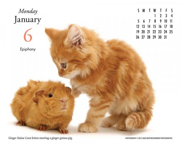 котенок и свиненок