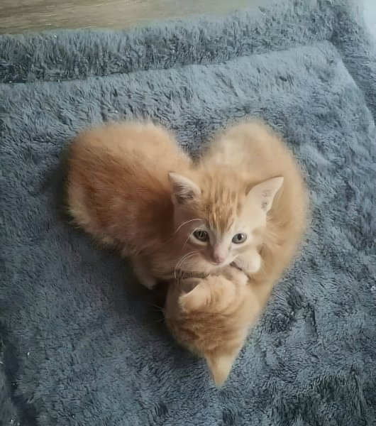Сердечко