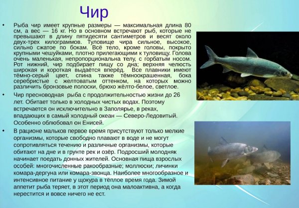 Чир