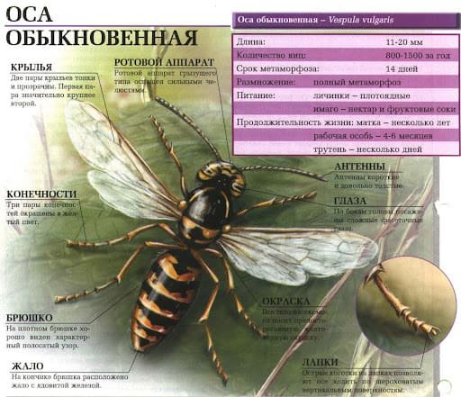 Оса обыкновенная