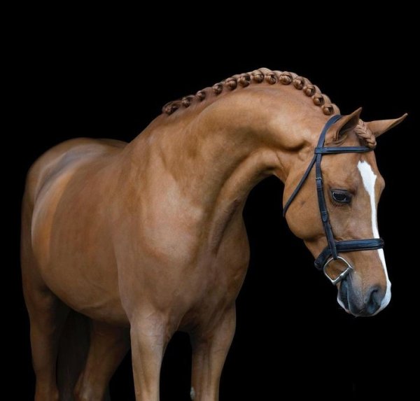 5c50b8c4f411da4a568ceb071034bfb0