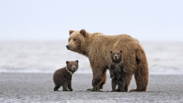 Yandex-Images-2015-10-12