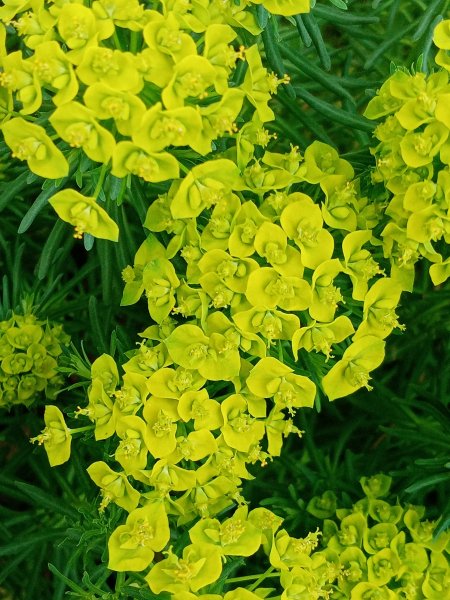 Цветы молочая кипарисового вблизи