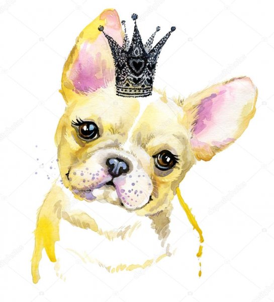 depositphotos 97780986-stock-photo-french-bulldog-cute-puppy-