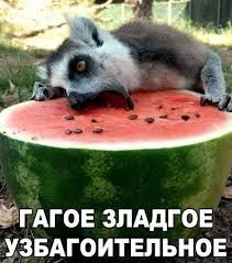 зладкое