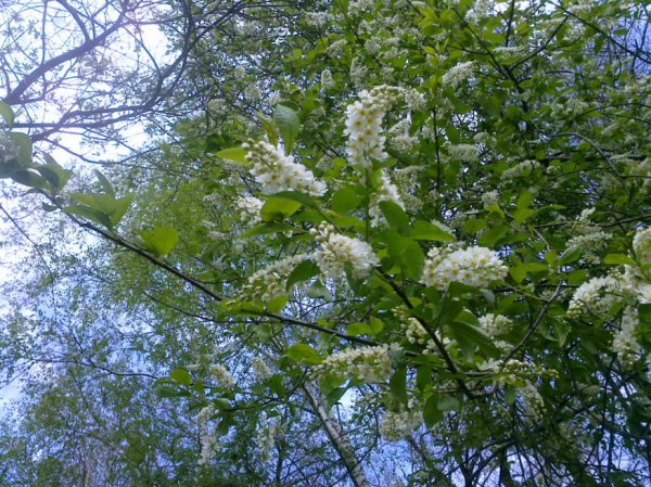 Черемуха цветет