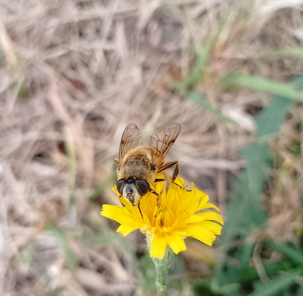 Ильница цепкая (вид мух журчалок)