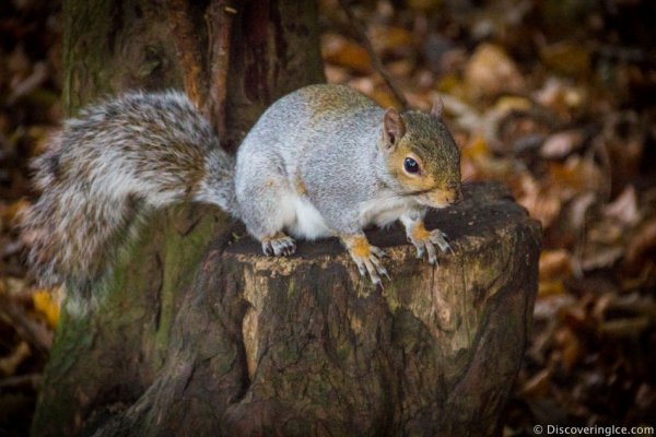 The-Park-In-Lincoln-Lincolnshire-England