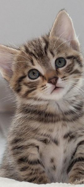 Kitty Cat