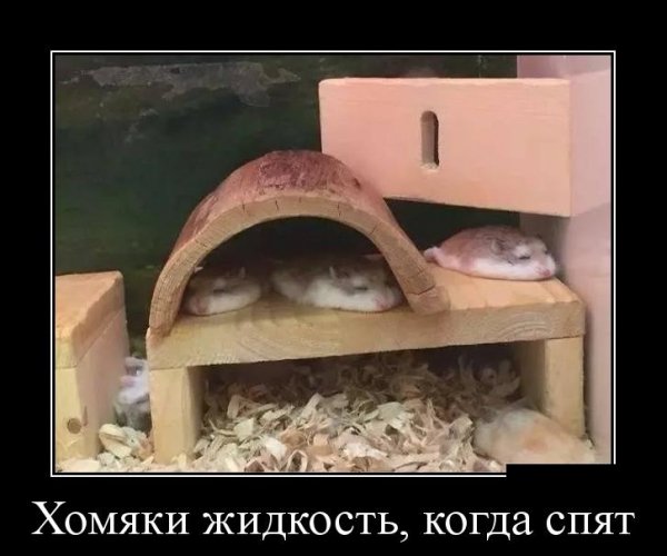 Хомяки