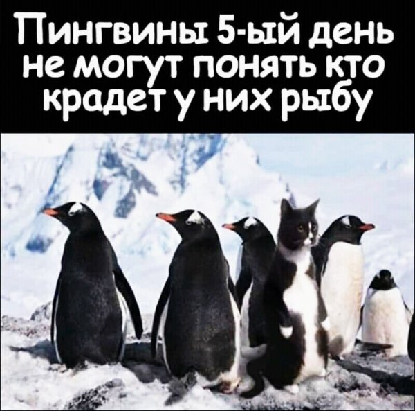 приколы 005100