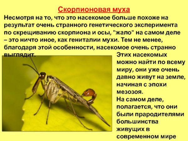 Скорпионовая муха