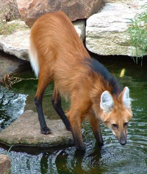 ПРИРОДА АВСТРАЛИИ