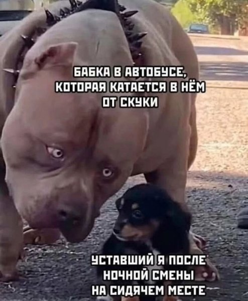 Podborka-prikolnyh-kartinok-i-memov-dlja-horoshego-dnja-1