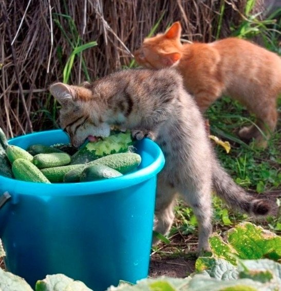 КотЭ)