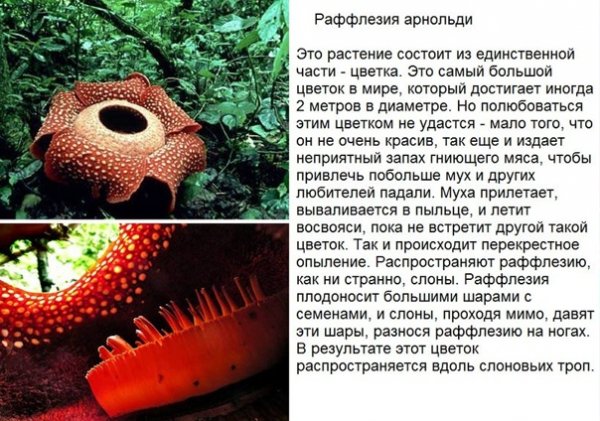 Раффлезия арнольди