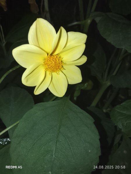 picture_395720176