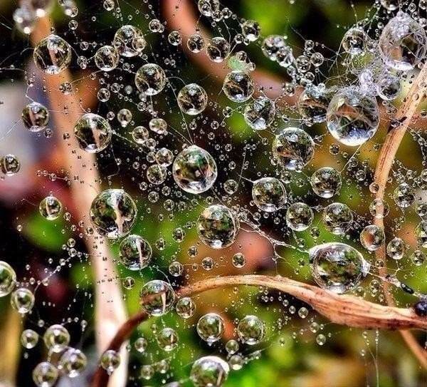 Капли воды как произведение искусства