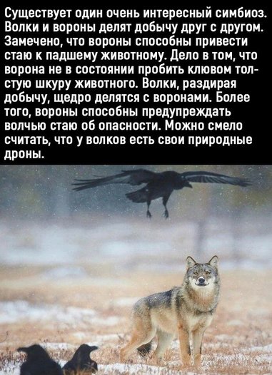 Волки и вороны