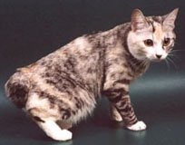 kurbobtail