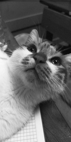 picture_392874092