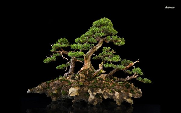 5-bonsai
