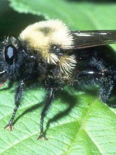 Insects 041