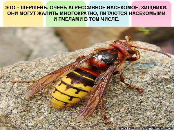 Шершень