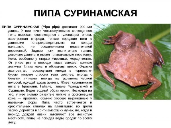 Пипа суринамская