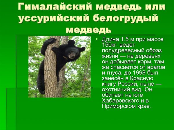 Гималайский медведь