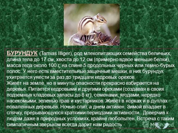 Бурундук