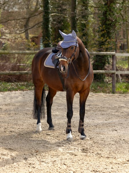 BEST HORSE