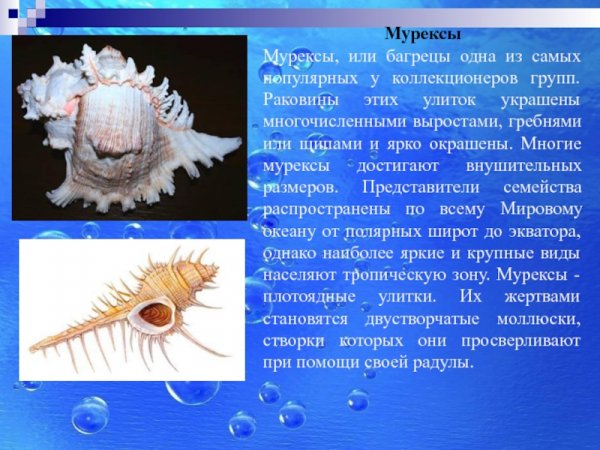 Мурексы