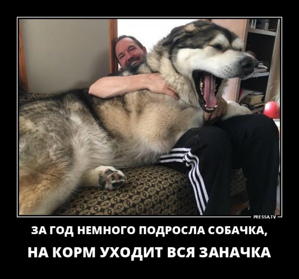 Подросла собачка