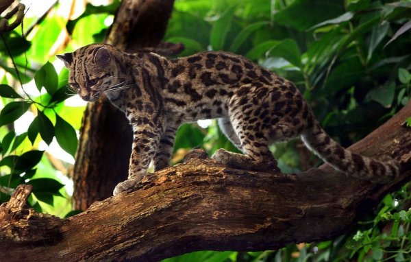 Длиннохвостая кошка, или маргай