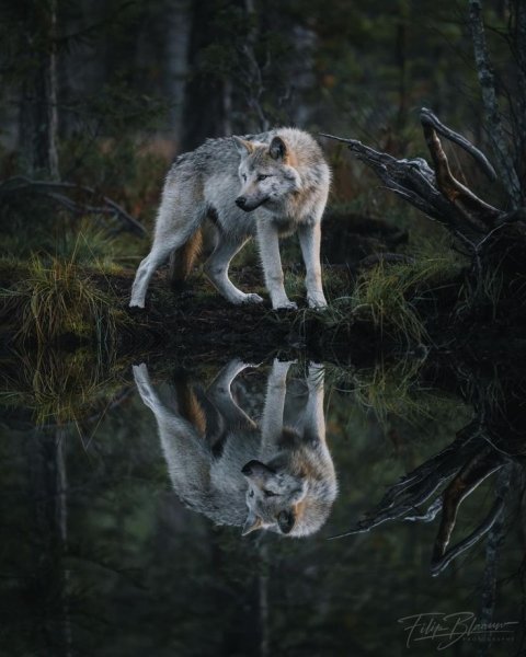 Tumblr l 1376791442952620