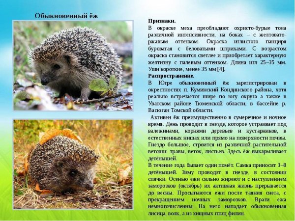 Обыкновенный ёж