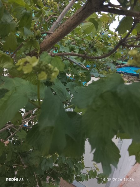 Калина набирает цвет