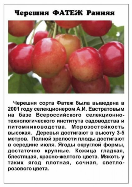 Черешня Фатеж Ранняя