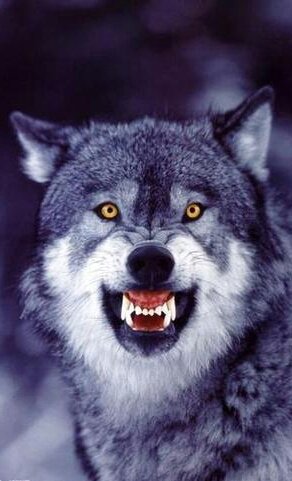 SnarlingWolf-1