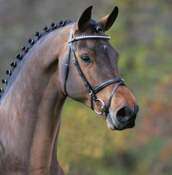 Horse love