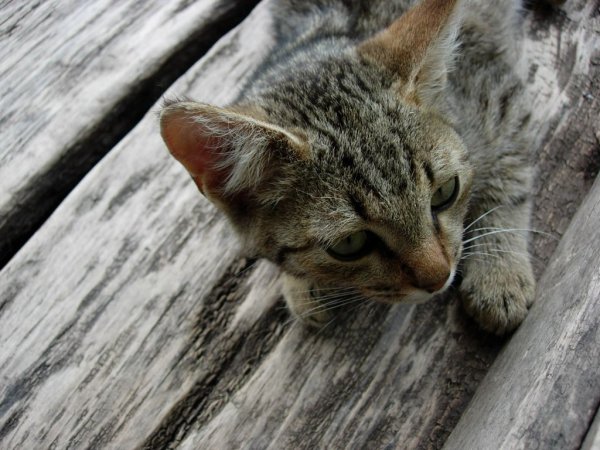 cat 002 1024x768