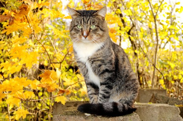 Grey-cat-beautiful-autumn-desktop-8s8i0l6zmel2g6s2