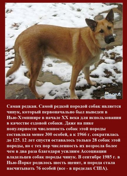 Чинук