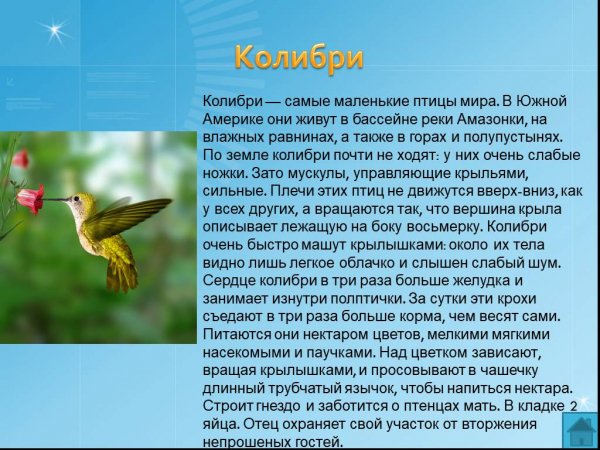 Колибри