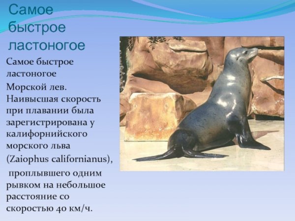 Морской лев